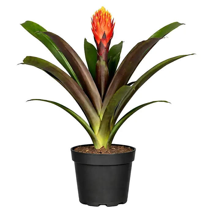 Piardino Bromelie - Guzmania Hybride Tala Knots, Topfgre: 12 cm, Orange  online kaufen bei BAUHAUS