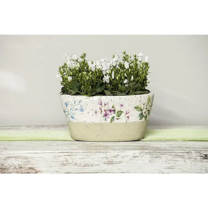 Piardino Polsterglockenblume - Campanula portenschlagiana Ambella weiß, Topfgröße: 11 cm, Weiß - Topfpflanze mit weißen Glockenblumen in einem dekorativen Keramiktopf mit floralen Mustern auf einem Holztisch mit grünem Läufer.