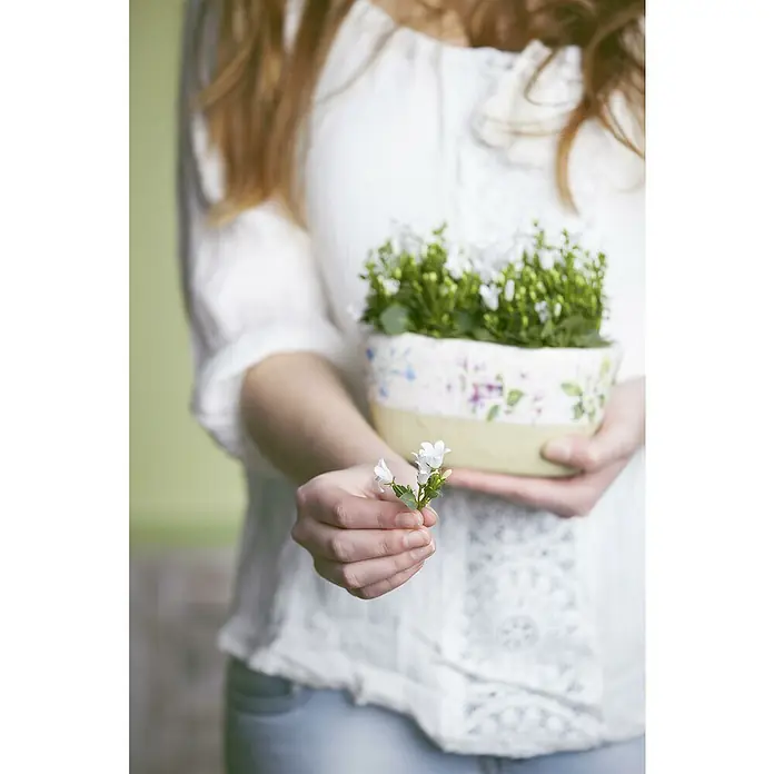 Piardino Polsterglockenblume - Campanula portenschlagiana Ambella weiß, Topfgröße: 11 cm, Weiß - Eine Person hält eine kleine Topfpflanze mit weißen Blüten in einem gemusterten Topf und einen Zweig weißer Glockenblumen.