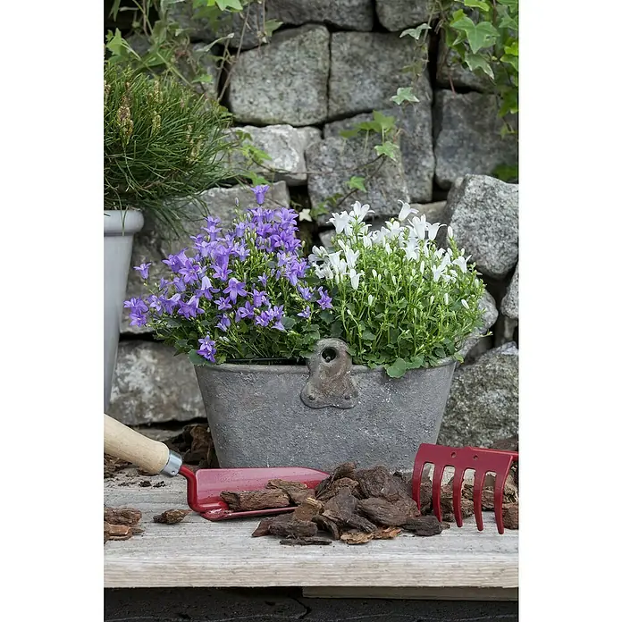Piardino Polsterglockenblume - Campanula portenschlagiana Ambella weiß, Topfgröße: 11 cm, Weiß - Topfglockenblumen in Lila/Weiß in grauem Metallgefäß, mit roten Gartengeräten und Rindenmulch auf Holz.