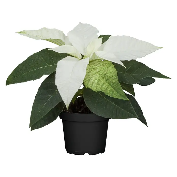 Piardino Weihnachtsstern - Euphorbia pulcherrima, Topfgröße: 6 cm - Weiße und grüne Weihnachtssternpflanze in einem schwarzen Topf.
