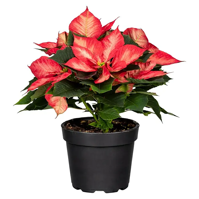 Piardino Weihnachtsstern - Euphorbia pulcherrima 'Christmas Beauty Princess', Rosa/Weiß, Topfgröße: 13 cm - Eine leuchtende Weihnachtssternpflanze mit roten und grünen Blättern in einem schwarzen Topf.