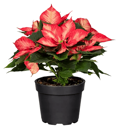 clusia zimmerpflanze Clusia rosea 'Princess'