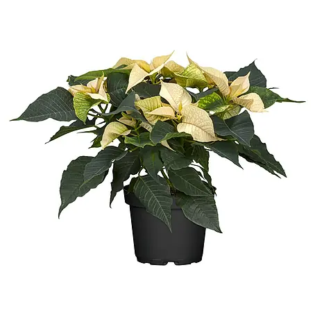Piardino  Weihnachtsstern 3-4 Brakteen