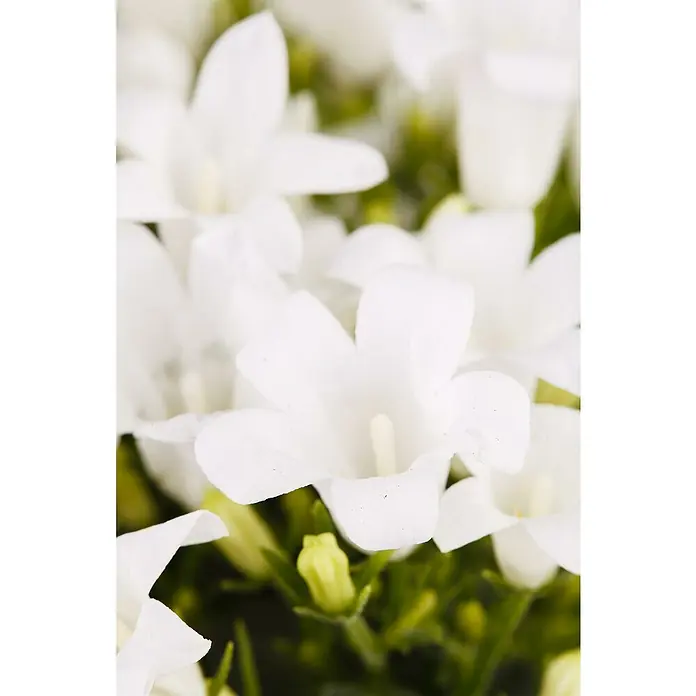 Piardino Polsterglockenblume - Campanula portenschlagiana Ambella weiß, Topfgröße: 11 cm, Weiß - Nahaufnahme zahlreicher weißer glockenförmiger Blüten mit grünem Laub und Knospen.