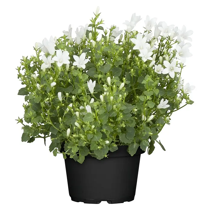 Piardino Polsterglockenblume - Campanula portenschlagiana Ambella weiß, Topfgröße: 11 cm, Weiß - Topfplanze mit vielen weißen Blüten und grünen Blättern in einem schwarzen Topf.