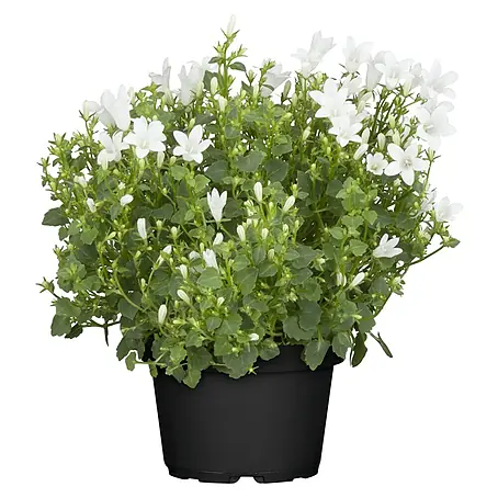 Piardino  Polsterglockenblume
