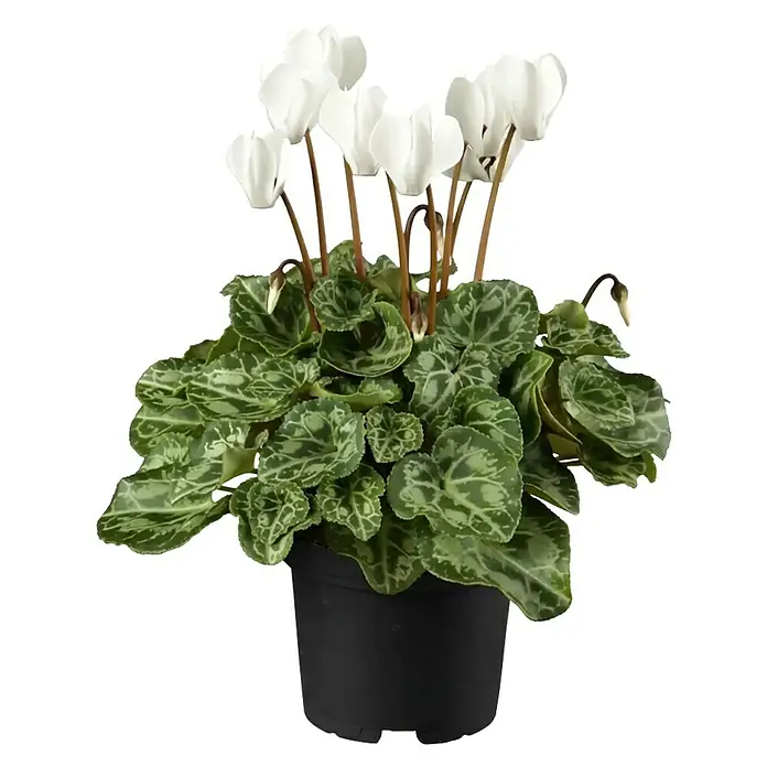 Piardino Zimmer-Alpenveilchen - Cyclamen, Topfgröße: 13 cm - Eine Topf-Alpenveilchenpflanze mit grünen Blättern und eleganten weißen Blüten in einem schwarzen Topf.