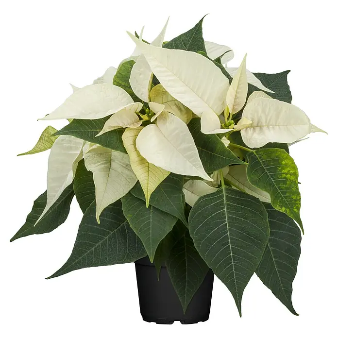 Piardino Weihnachtsstern - Euphorbia pulcherrima, Topfgröße: 14 cm, Weiß - Weiße Poinsettie mit grünen Blättern im schwarzen Topf.