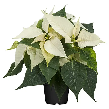 Piardino  Weihnachtsstern