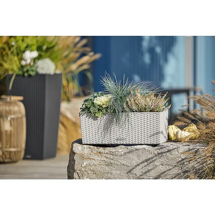 Lechuza Cottage Balkonkasten Blaconera - Max. Außenlänge: 50 cm, Kunststoff, Lichtgrau - Hellgraues geflochtenes Rechteckpflanzgefäß mit grünen und weißen Pflanzen auf einem großen Stein.