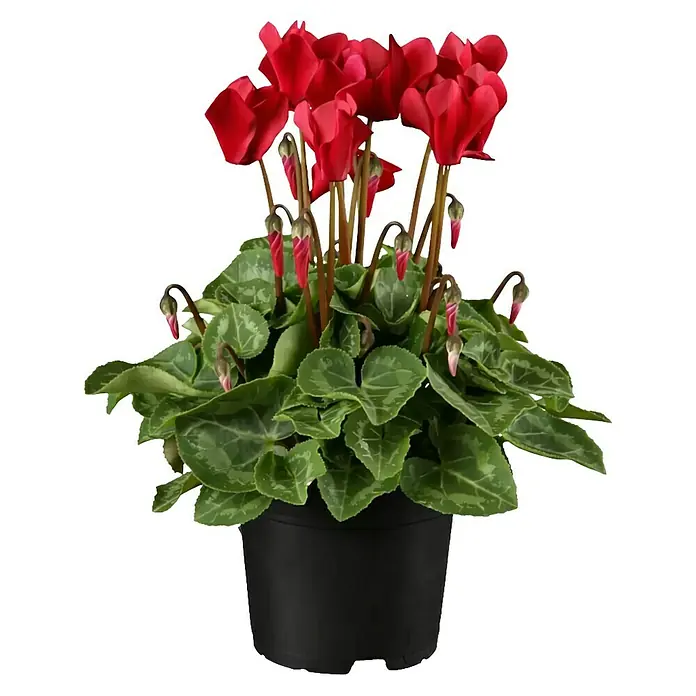 Piardino Zimmer-Alpenveilchen - Cyclamen, Topfgröße: 13 cm - Eine leuchtende Alpenveilchenpflanze mit roten Blüten und gemusterten grünen Blättern in einem schwarzen Topf.