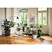 Lechuza Pflanzkasten Canto Premium (Außenmaß (L x B x H): 40 x 40 x 40 cm, Kunststoff, Anthrazit Metallic) | BAUHAUS