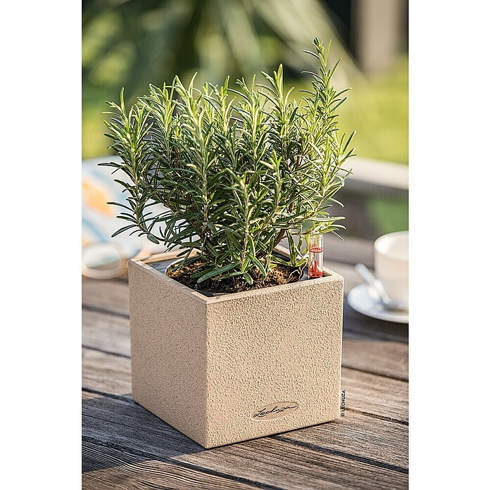 Lechuza Pflanzkübel eckig Canto Stone (Außenmaß (L x B x H): 14 x 14 x 13,5 cm, Kunststoff, Beige) | BAUHAUS