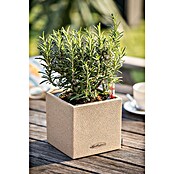 Lechuza Pflanzkübel eckig Canto Stone (Außenmaß (L x B x H): 14 x 14 x 13,5 cm, Kunststoff, Beige) | BAUHAUS