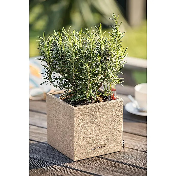Lechuza Pflanzkübel eckig Canto Stone - Außenmaß (L x B x H): 14 x 14 x 13,5 cm, Kunststoff, Beige - Quadratischer beiger, strukturierter Pflanzkübel mit Rosmarin und Wasserstandsanzeiger auf einem Holztisch.