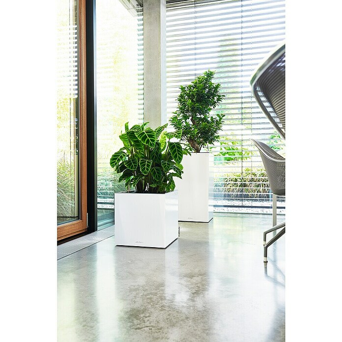 Lechuza Pflanzkasten Canto Premium (Außenmaß (L x B x H): 40 x 40 x 40 cm, Kunststoff, Weiß Glänzend) | BAUHAUS