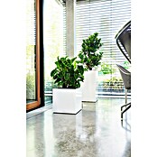 Lechuza Pflanzkasten Canto Premium (Außenmaß (L x B x H): 40 x 40 x 40 cm, Kunststoff, Weiß Glänzend) | BAUHAUS