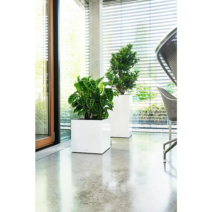 Lechuza Pflanzkasten Canto Premium - Außenmaß (L x B x H): 40 x 40 x 40 cm, Kunststoff, Weiß Glänzend - Zwei weiße, quadratische Pflanzgefäße mit üppigen Grünpflanzen vor einem großen Fenster in einem modernen Innenraum.