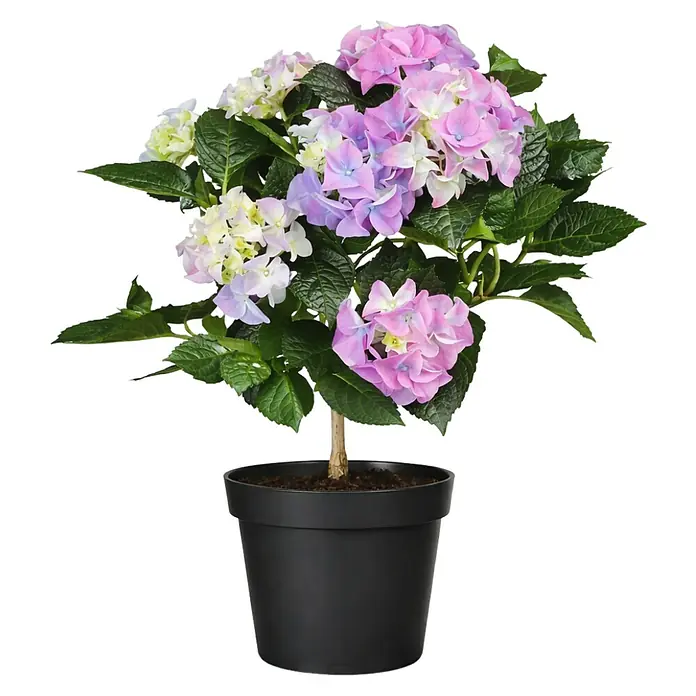 Piardino Bauernhortensie - Hydrangea macrophylla, Topfgröße: 14 cm, Verschiedene Farben - Topf-Hortensie mit grünen Blättern und mehrfarbigen rosa, violetten und weißen Blüten in einem schwarzen Topf.