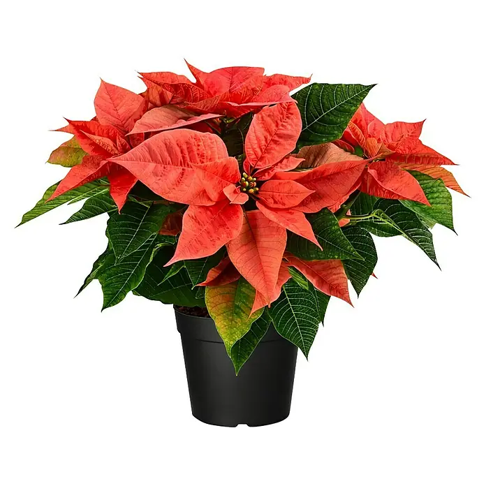 Piardino Weihnachtsstern - Topfgröße: 13 cm - Leuchtende rot-grüne Weihnachtssterne in einem schwarzen Topf.