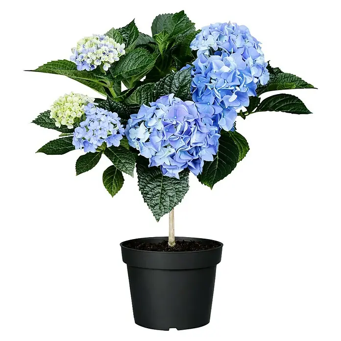 Piardino Bauernhortensie - Hydrangea macrophylla, Topfgröße: 14 cm, Verschiedene Farben - Blaue und hellgrüne Hortensienpflanze mit grünen Blättern in einem schwarzen Topf.