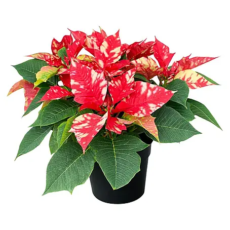 Piardino  Weihnachtsstern