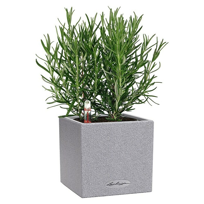 Lechuza Pflanzkübel eckig Canto Stone (Außenmaß (L x B x H): 14 x 14 x 13,5 cm, Kunststoff, Grau) | BAUHAUS
