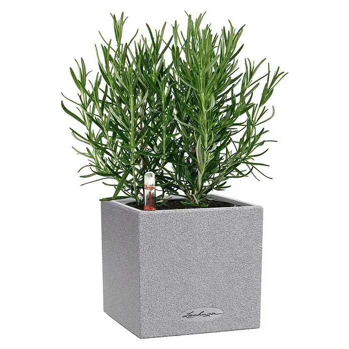Lechuza Pflanzkübel eckig Canto Stone - Außenmaß (L x B x H): 14 x 14 x 13,5 cm, Kunststoff, Grau - Eine lebendige Rosmarinpflanze in einem strukturierten grauen quadratischen Pflanzgefäß mit rotem Wasserstandsanzeiger.