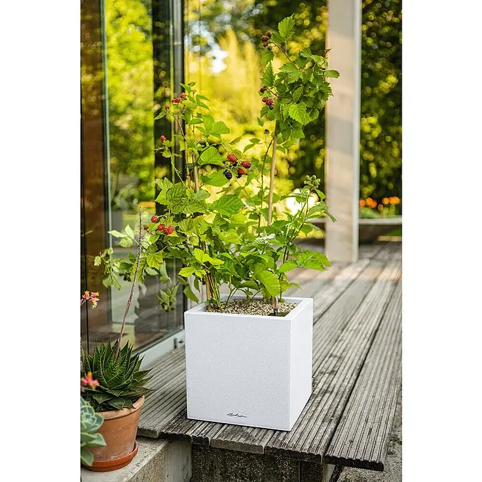 Lechuza Color Pflanzkasten Canto - Außenmaß (L x B x H): 30 x 30 x 30 cm, Kunststoff, Weiß - Quadratischer weißer Lechuza Pflanzkübel mit Beerenpflanze auf einer Holzterrasse.