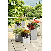 Lechuza Color Pflanzsäule eckig Canto (Außenmaß (L x B x H): 30 x 30 x 56 cm, Kunststoff, Weiß) | BAUHAUS