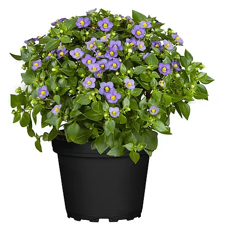 Piardino  Staude Blaues Lieschen