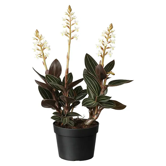 Piardino Juwelorchidee - Ludisia discolor, Topfgröße: 12 cm, Weiß - Juwelorchidee im schwarzen Topf mit dunklen Blättern, hellen Streifen und drei hohen Stielen kleiner weißer Blüten.