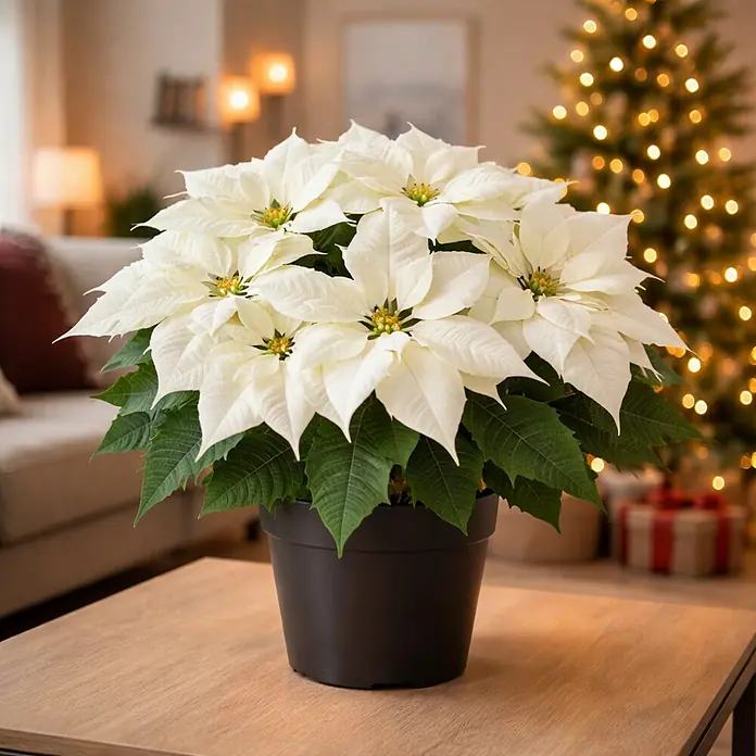 Piardino Weihnachtsstern - Euphorbia pulcherrima 'Alaska', Reinweiß, Topfgröße: 13 cm - Weiße Poinsettie in einem schwarzen Topf auf einem Holztisch in einem festlichen Raum.