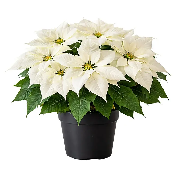 Piardino Weihnachtsstern - Euphorbia pulcherrima 'Alaska', Reinweiß, Topfgröße: 13 cm - Weiße Poinsettia-Pflanze in einem schwarzen Topf, mit cremefarbenen Hochblättern und grünen Blättern.
