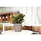 Lechuza Classico Pflanztopf Premium LS (Außenmaß (Ø x H): 36 x 32,5 cm, Kunststoff, Taupe) | BAUHAUS