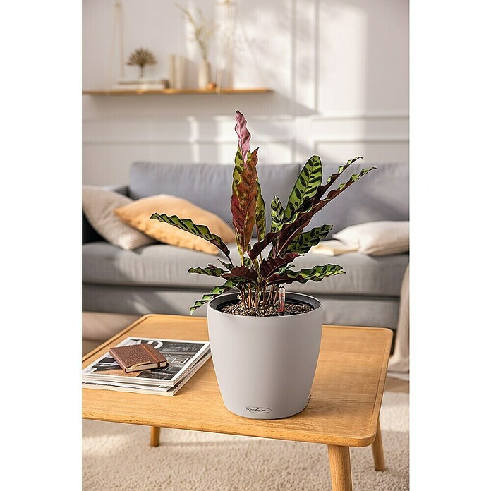 Lechuza Classico Pflanztopf Color LS (Außenmaß (Ø x H): 28 x 26 cm, Kunststoff, Sandbraun) | BAUHAUS