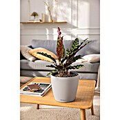 Lechuza Classico Pflanztopf Color LS (Außenmaß (Ø x H): 28 x 26 cm, Kunststoff, Sandbraun) | BAUHAUS