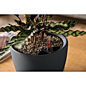 Lechuza Classico Pflanztopf Color LS (Außenmaß (Ø x H): 28 x 26 cm, Kunststoff, Grau) | BAUHAUS