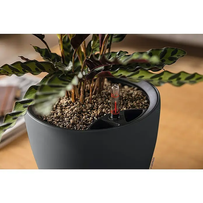 Lechuza Classico Pflanztopf Color LS - Außenmaß (Ø x H): 22 x 20 cm, Kunststoff, Grau - Dunkelgrauer selbstbewässernder Pflanztopf mit grüner Pflanze. Ein roter Wasserstandsanzeiger ist sichtbar.