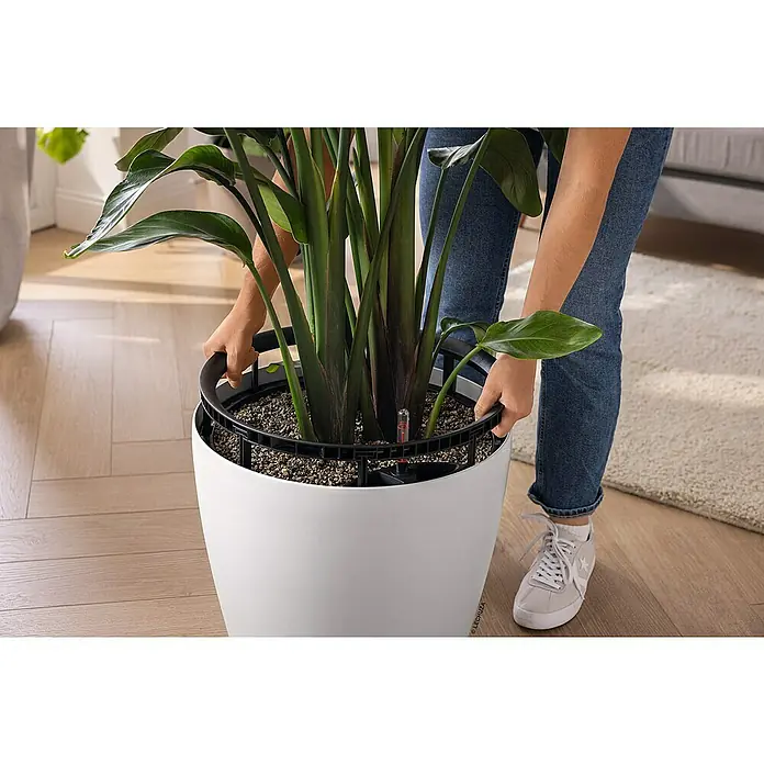 Lechuza Classico Pflanztopf Color LS - Außenmaß (Ø x H): 28 x 26 cm, Kunststoff, Weiß - Eine Person justiert den schwarzen Selbstbewässerungseinsatz in einem weißen Pflanzgefäß mit einer grünen Pflanze.