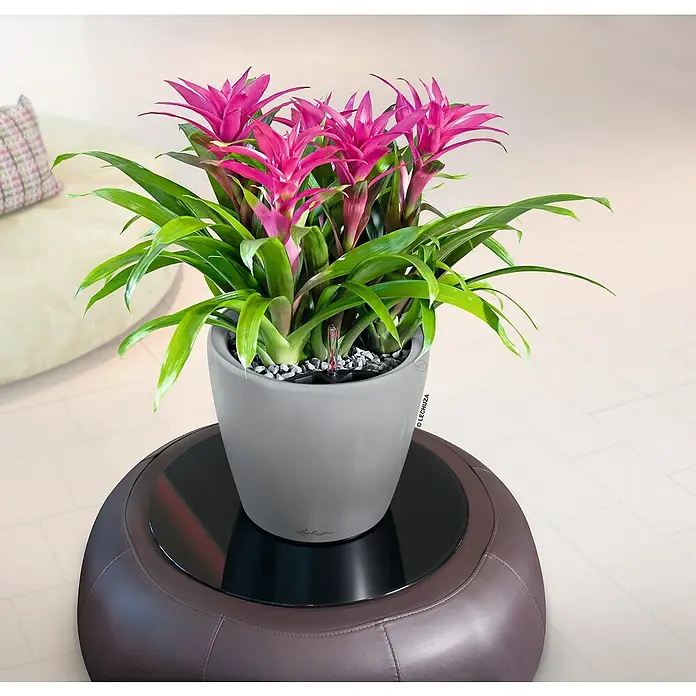 Lechuza Classico Pflanztopf Premium LS - Außenmaß (Ø x H): 36 x 32,5 cm, Kunststoff, Silber Metallic - Lebendige pinkfarbene Bromelie in grauem Lechuza Pflanzgefäß auf braunem Lederhocker, in modernem Wohnraum ausgestellt.