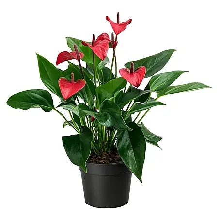 Piardino  Flamingoblume