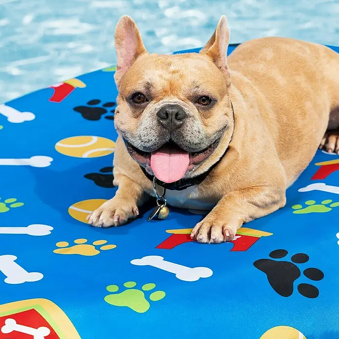 Bestway Schwimminsel Pfote für Haustiere - Länge: 142 cm, Breite: 95 cm - Ein glücklicher Französischer Bulldogge entspannt auf einer blauen Hundematte mit Pfotenabdrücken, Knochen- und Tennisballmustern, die auf Wasser schwimmt.