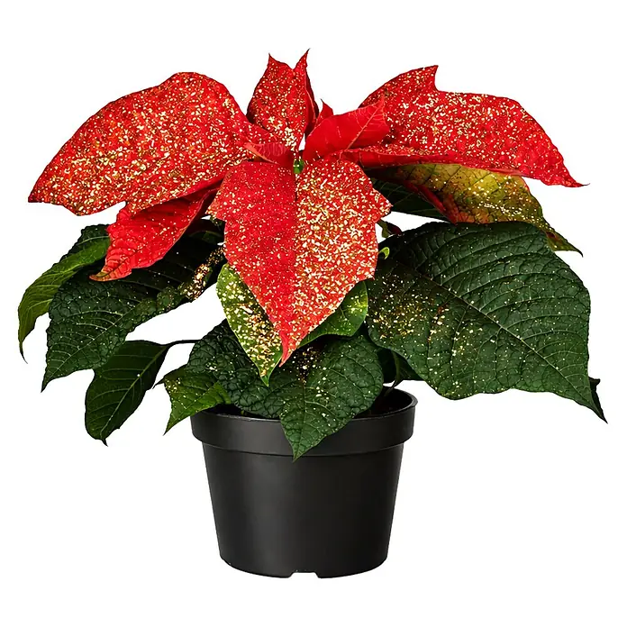 Piardino Weihnachtsstern Mini - Euphorbia pulcherima, Rot beglittert, Topfgröße: 6 cm - Festliche Weihnachtssterne-Pflanze mit rot-grünen Glitzerblättern in einem schwarzen Topf.