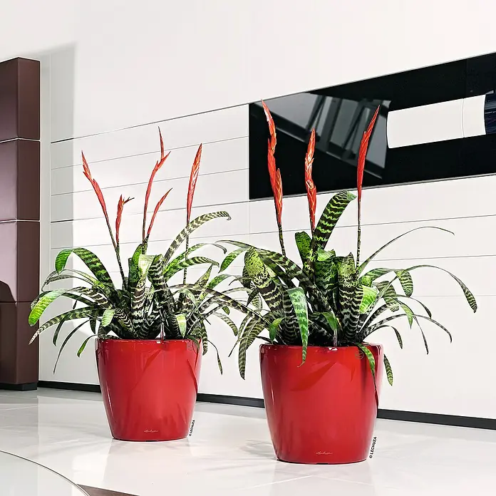 Lechuza Classico Pflanztopf Premium LS - Außenmaß (Ø x H): 36 x 32,5 cm, Kunststoff, Rot - Zwei glänzende rote Pflanzgefäße mit leuchtend grünen und roten Bromelien in einem modernen Interieur.