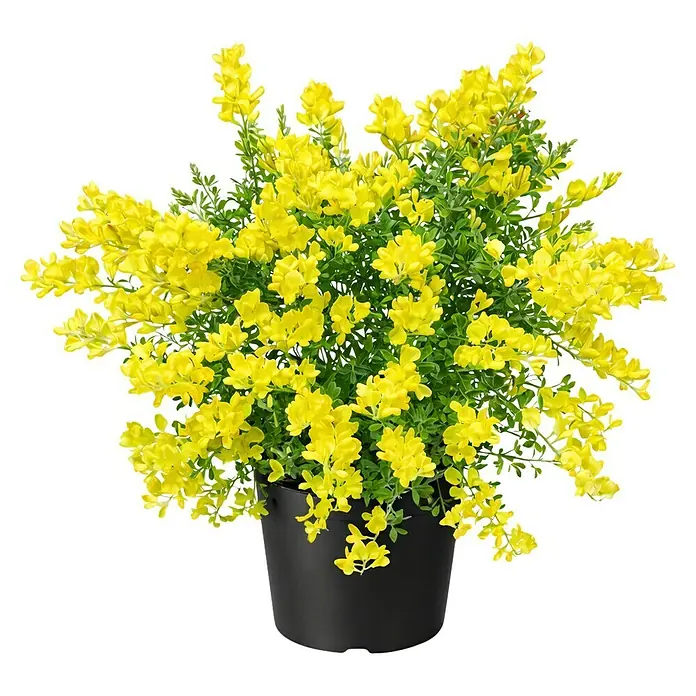 Piardino Ginster Busch - Cytisus racemosus, Topfgröße: 17 cm, Blütenfarbe: Gelb - Eine lebendige Topfpflanze mit zahlreichen leuchtend gelben Blüten und üppigem Grün in einem schwarzen Topf.