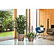 Lechuza Classico Pflanztopf Premium LS (Außenmaß (Ø x H): 28,5 x 26 cm, Kunststoff, Taupe) | BAUHAUS