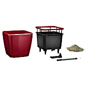 Lechuza Pflanzkasten Quadro Premium (Außenmaß (L x B x H): 35,5 x 35,5 x 32,5 cm, Kunststoff, Rot) | BAUHAUS