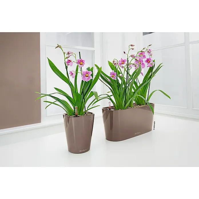 Lechuza Pflanzkasten Delta - Außenmaß (L x B x H): 30 x 11 x 13 cm, Kunststoff, Taupe - Zwei braune selbstbewässernde Pflanzgefäße mit rosa Orchideen, auf einem Tisch am Fenster. Wasserstandsanzeiger sichtbar.
